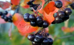 Acemi bahçıvanlar için sonbaharda chokeberry budama talimatları