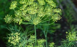 Was ist Garten Dill und seine Eigenschaften