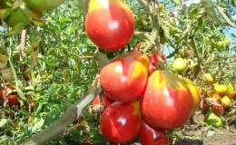 Pear-shaped variety with a sweet taste and stunning aroma - tomato 