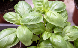 Lemon basil: penerangan, penanaman, aplikasi