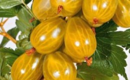 Aneka gooseberry manis dan masam tanpa rasa kuning Rusia