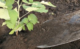 Ein Leitfaden zum Umpflanzen von Himbeeren im Herbst an einen neuen Ort für Gärtneranfänger