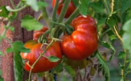 A resistant variety for harsh weather conditions - the famous Pride of Siberia tomato