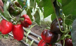 The best sweet peppers for greenhouses in the Moscow region