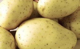 High-yielding potato variety Giant with large tubers