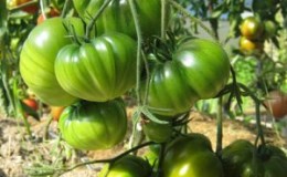 A variety with an exotic taste and amazing appearance - the “Irish Liqueur” tomato: we grow and surprise our neighbors