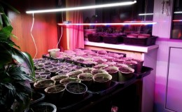 Choosing a phytolamp for seedlings