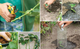 Eine Anleitung zum Schneiden von Rosen im Herbst zu Hause für Anfänger Floristen