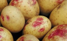 A productive, unpretentious and disease-resistant potato variety 