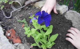 Petunia's thuis en in het open veld kweken: noodzakelijke voorwaarden, planten, verzorging