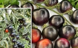 Surprise guests and neighbors with unusual tomatoes - the F1 Black bunch tomato