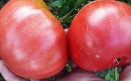 Een uitstekende variëteit voor liefhebbers van grootvruchtige zoete tomaten - de Pink Giant-tomaat