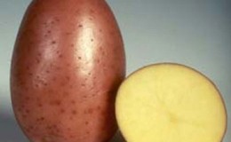 Early maturing, frost-resistant potato variety 