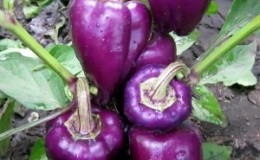 The best varieties of purple pepper and their features