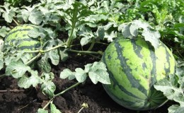 Reifen Wassermelonen, wenn sie zu Hause gepflückt werden?