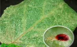 Wat is het gevaar van een spintmijt op aubergines en hoe je er effectief mee om kunt gaan