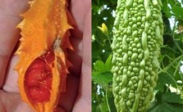 What is Momordica Charantia: an overview of an exotic vegetable, the stages of its cultivation and medicinal properties