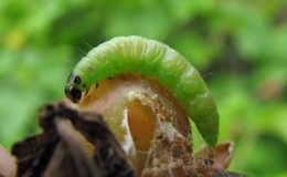 Wer isst Stachelbeeren und wie geht man mit Schädlingen um?