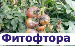 We behandelen de populaire tomatenziekte snel en gemakkelijk: boorzuur van Phytophthora op tomaten