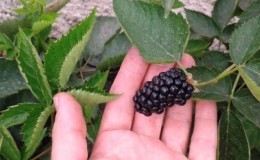 Summer Blackberry Care Guide voor een geweldige oogst