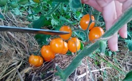 Petunjuk langkah demi langkah untuk menanam tomato 