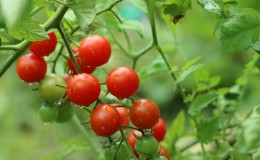 We grow candy tomatoes on our site: Sweet cherry tomato