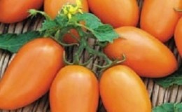 Extremely viable, tasty and prolific tomato 