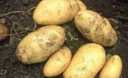 The time-tested oldest potato variety 