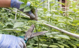 Wie man Himbeeren im Sommer im Juli richtig beschneidet und warum man sie braucht