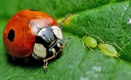 Wie man mit Blattläusen auf Gurken vom Boden der Blätter umgeht: die effektivsten Maßnahmen, um die Ernte zu retten