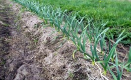 Geheimen van winterknoflookverzorging in de lente