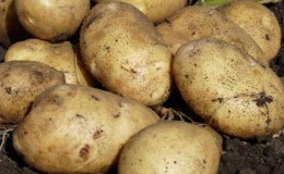 High-yielding potato variety 