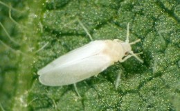 What to do if there are white midges on tomatoes and how to deal with them: the most effective methods