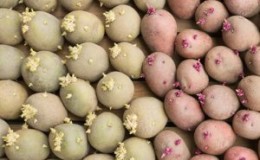 What to do to prevent potatoes from sprouting during storage