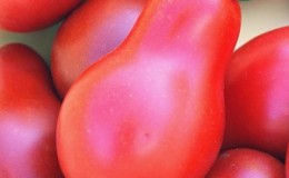 Onderscheidende kenmerken van de vruchten van de tomatensoort 