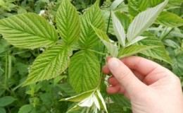 Kako pravilno pripremiti lišće maline za zimu za čaj kod kuće