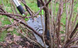 Schritt-für-Schritt-Anleitung zum Beschneiden von Johannisbeeren im Frühjahr, um eine gute Ernte zu erzielen