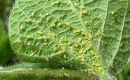 How to get rid of aphids with the least damage for tomatoes?