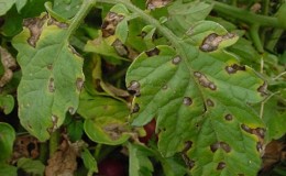 Why black spots may appear on tomato leaves in a greenhouse and how to get rid of them: we save the crop effectively