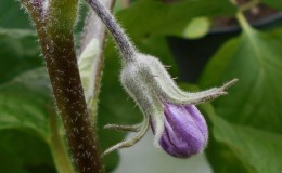 Was tun, wenn die Blüten der Aubergine im Gewächshaus fallen und warum passiert das?