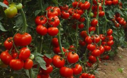 Stabile und unprätentiöse Pflege, hartnäckige Tomate 