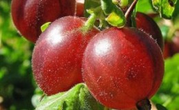 Varieti gooseberry yang tinggi dengan buah merah gelap 