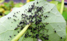 Warum ist schwarze Blattlaus auf Gurken gefährlich und wie geht man so effizient wie möglich mit dem Schädling um?