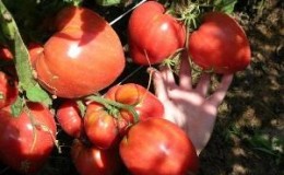 Leckere Tomate mit riesigen Früchten - das Wunder der Erde Tomate