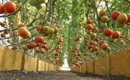 Hoge, hoogproductieve tomaten voor kassen: de beste variëteiten en hulp bij het kiezen van de juiste voor jou