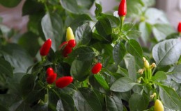 Instructions for growing decorative peppers 