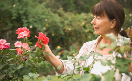 In de zomer verzorgen wij rozen in de tuin zodat ze weelderig en lang bloeien