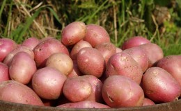 Medium late Aladdin potato suitable for various climates