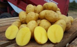 High-yielding, mid-season potato variety with a powerful root system 