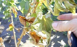 Wat te doen als de kruisbes droogt